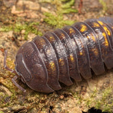 Auction Armadillidium 300ct